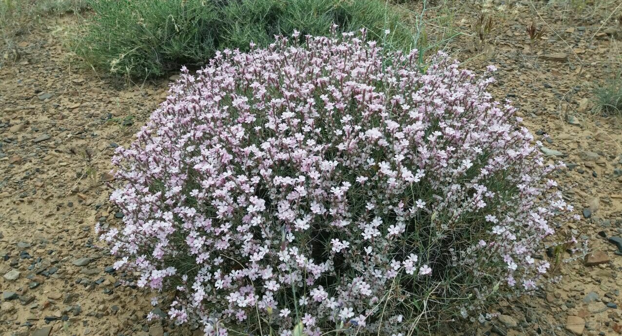 Achantholimon eshkerense